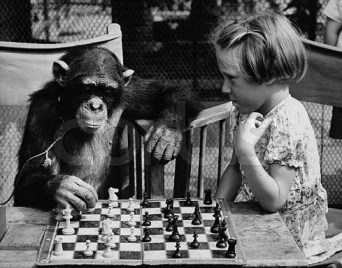 chimpanzee intelligence chess