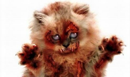 http://2.bp.blogspot.com/-GAz4zauH9VQ/T_szDMBse8I/AAAAAAAAAPQ/LiTd3QrBi8g/s1600/zombie-cat.jpg