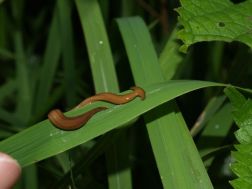 planarian flatworm