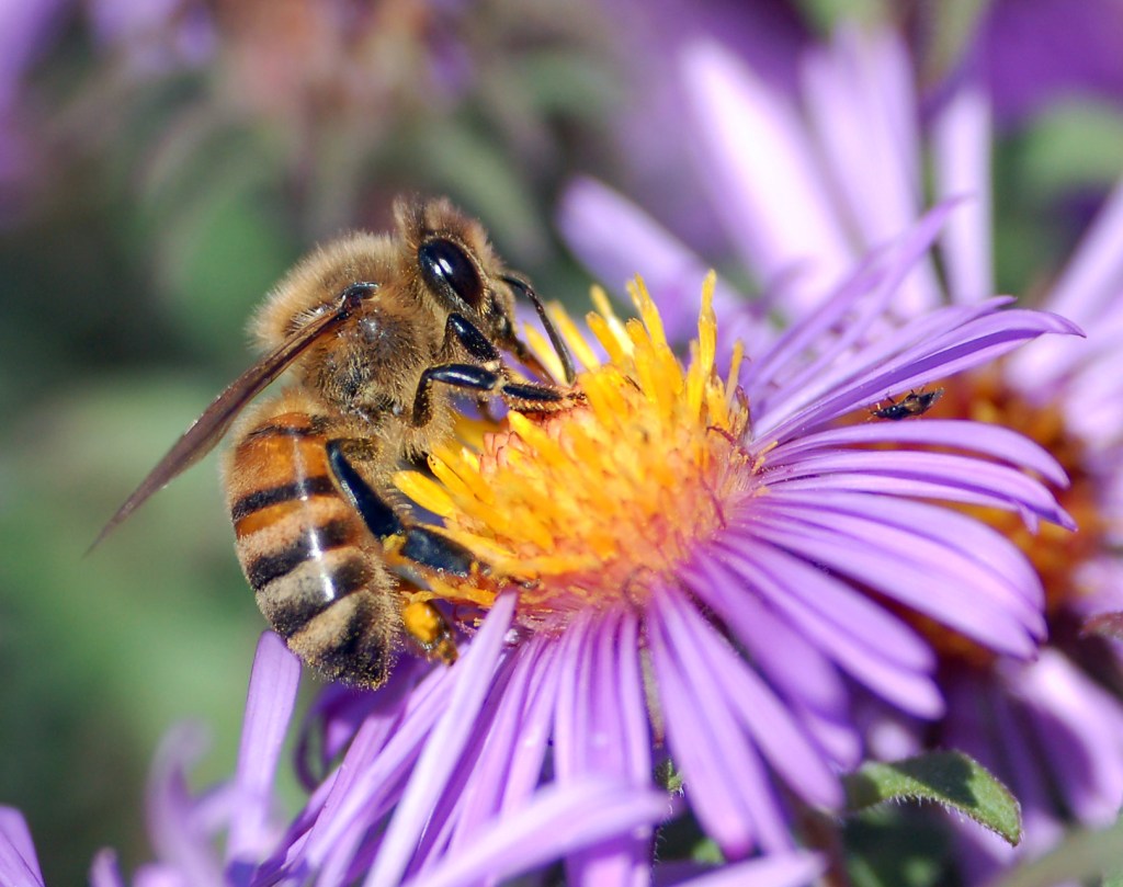 Mystery of the Dying/Disappearing Honeybees&nbsp;Solved