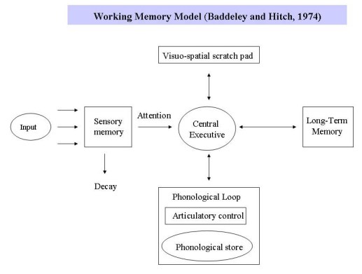 Working Memory information
