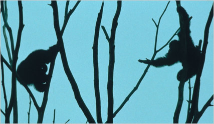 Morality In Animals: Chimpanzees That Risk Their Own&nbsp;Lives