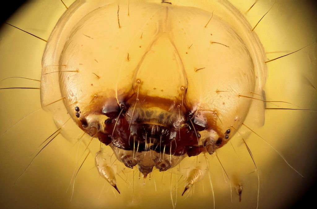 Minuscule Insect Solves a Global&nbsp;Crisis