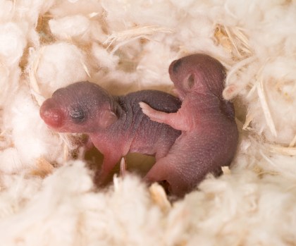 baby mice