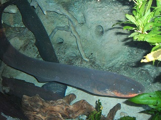 Amazon rainforest electric fish