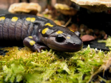 spotted salamander