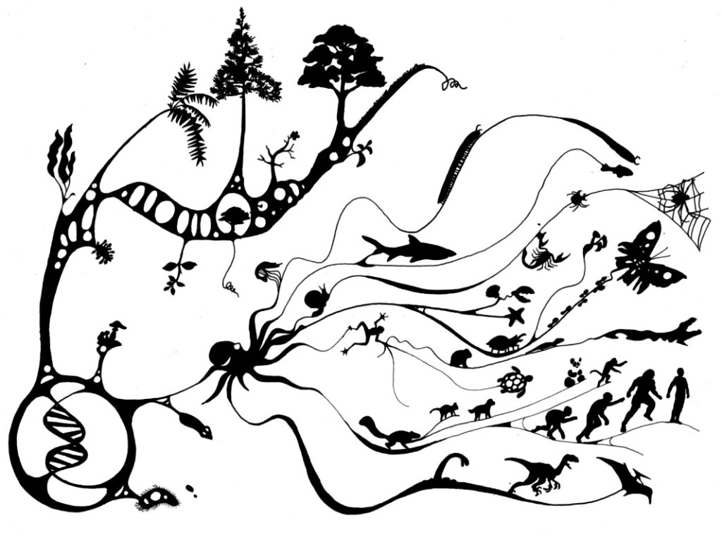 Watching Evolution Occur