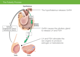 puberty hypothalamus 