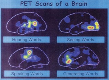 reading books brain scan