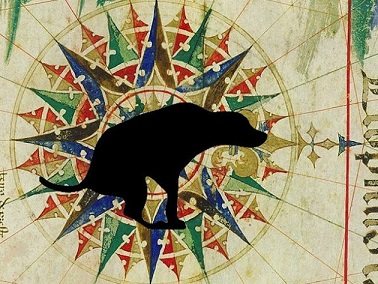 dog poop magnetic field