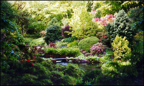 Forest garden