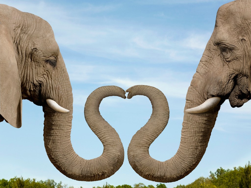 The Profound Intelligence and Intuition of&nbsp;Elephants