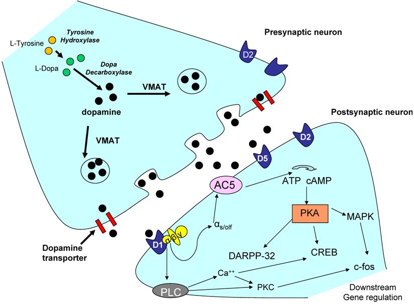 dopamine transmission pornography