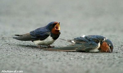 Birds Recognize and Mourn Their&nbsp;Dead