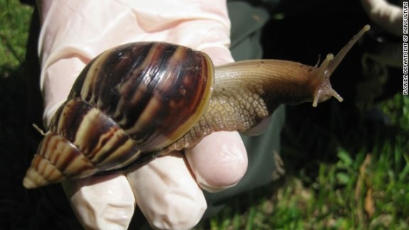Giant Land Snail