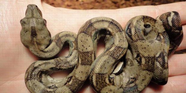 Virgin Births in Wild&nbsp;Snakes