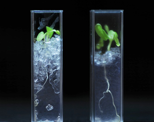 Introducing Transparent Soil