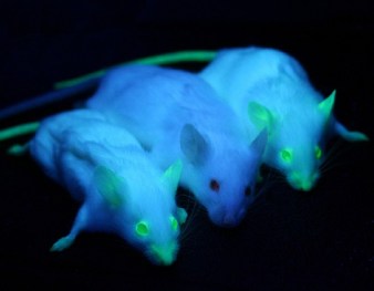genetic engineering mice 