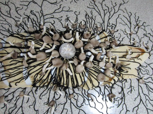 Fungi Fun: Mushrooms and How to Harness Their&nbsp;Power