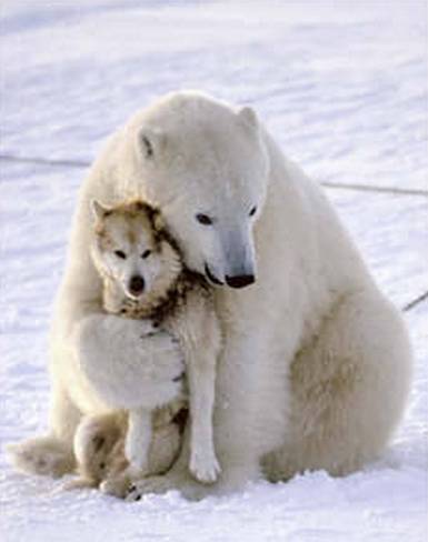 polar-bear-funny-dog-death-hug