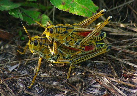 grasshoppers sex