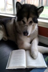 genius stray dog book 