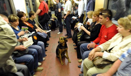 Smartest Dogs: Moscow Stray Dogs Ride Complex Subway System and&nbsp;More