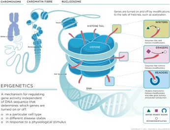 epigenetic expression