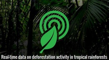 rainforest connection 