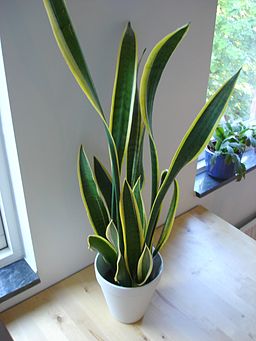 256px-Snake_plant