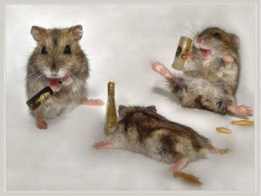 drunken mice