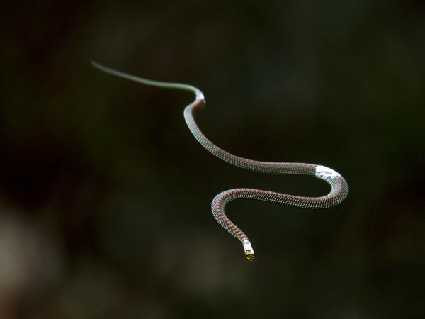 Paradise Flying Snake and Other Surprising Flying&nbsp;Animals