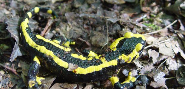 Animals Evolve Too Slowly, Climate Change Too&nbsp;Fast