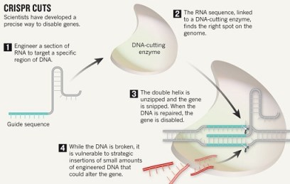 crispr genetic engineering 