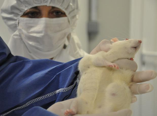 Can Genetically Modified Corn Form Tumors in the&nbsp;Body?