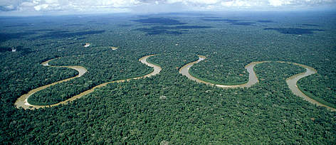 amazon rainforest