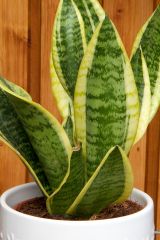 Sansevieria_trifasciata_cv_GoldenHahnii_pm