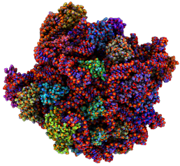 This bundle of RNA and proteins is called a Ribisome.www.itsokaytobesmart.com