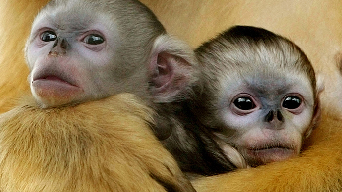 CRISPR Genetic Engineering Used to Create Custom&nbsp;Monkeys