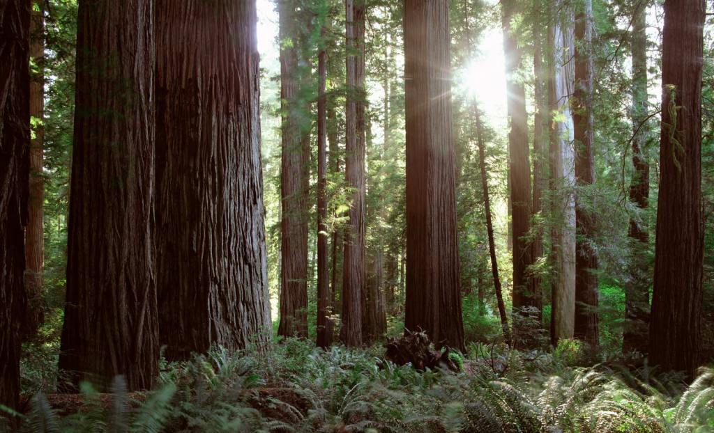 Wood Pulp is Changing the&nbsp;World