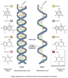 This is from a nucleic acid photoshoot. www.tutorvista.com
