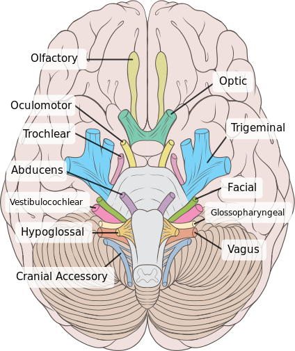 424px-Brain_human_normal_inferior_view_with_labels_en.svg