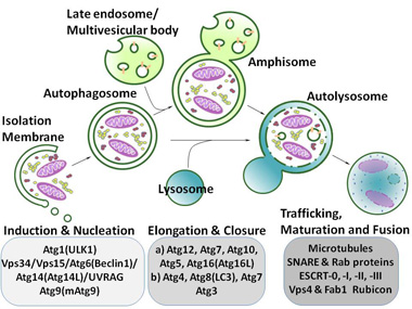 Autophagy: The Unsung Hero in Slowing Down&nbsp;Aging