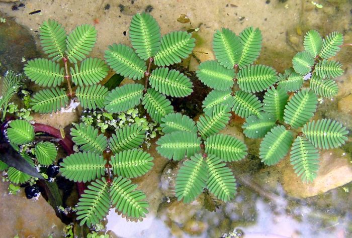 Sensitive Plant Can Move, Learn and&nbsp;Remember