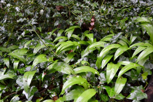 From: http://susaneatslondon.com/2012/04/11/foraging-and-cooking-with-wild-garlic/