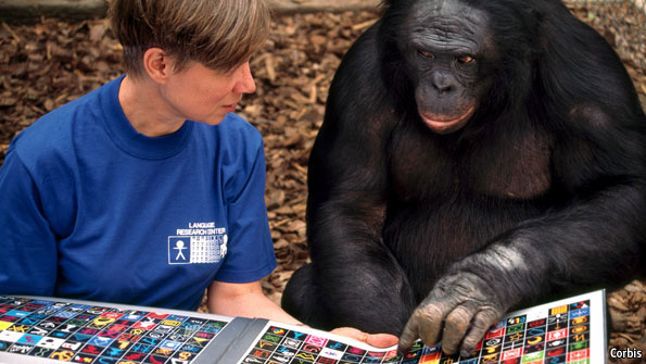 chimpanzee intelligence researcher