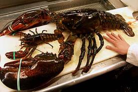 huge lobster