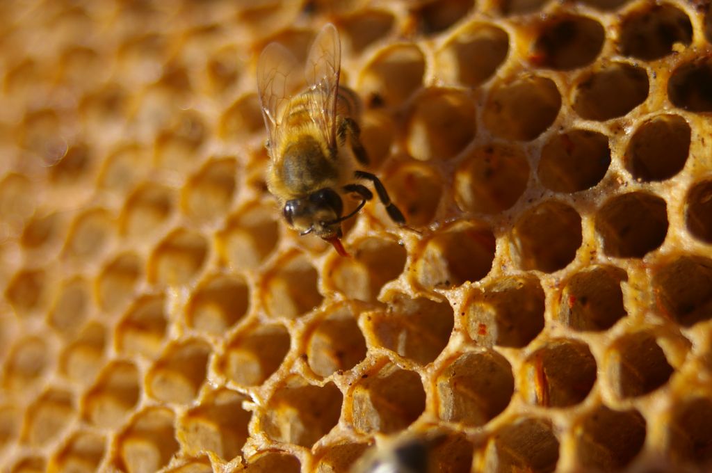 sweet, sweet honey (Source)