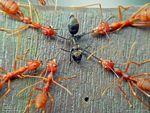 Enslaved Ants Regularly Stage&nbsp;Rebellions