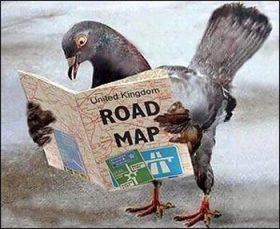 pigeon magnetic field